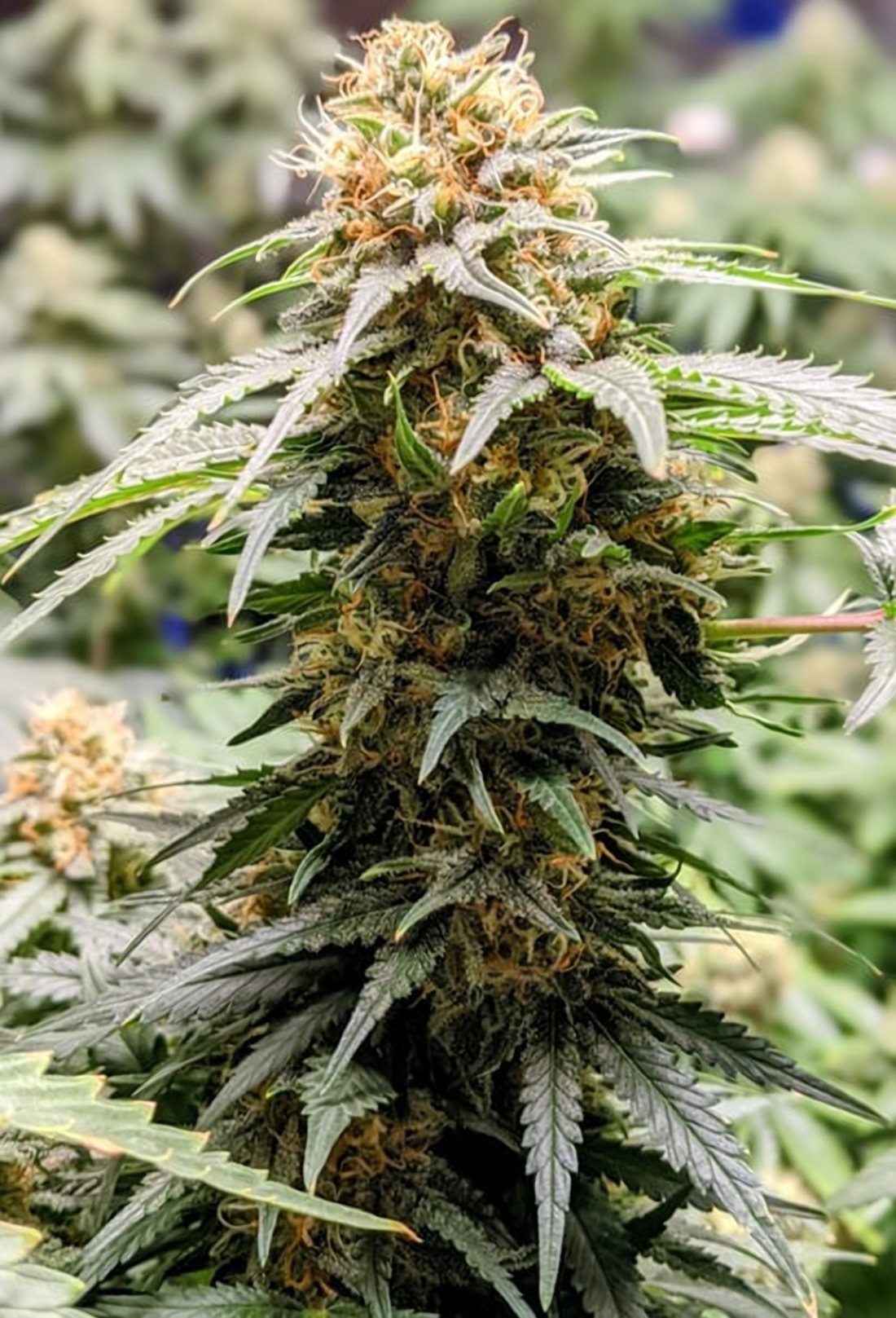Flowering cannabis plant in an indoor grow room